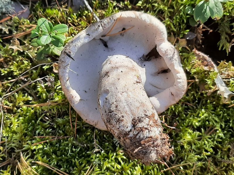 Fårticka – referensfoto 6