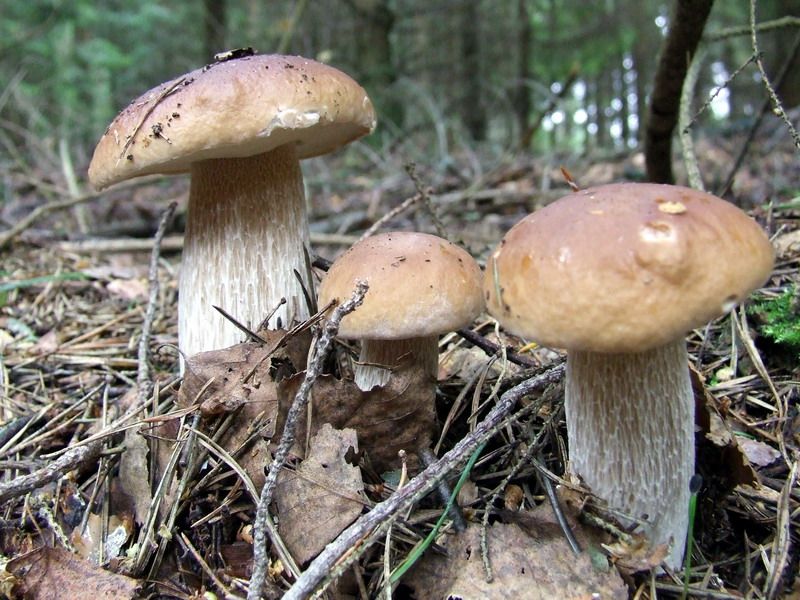 Typisk skog där stensopp (karl-johan) växer
