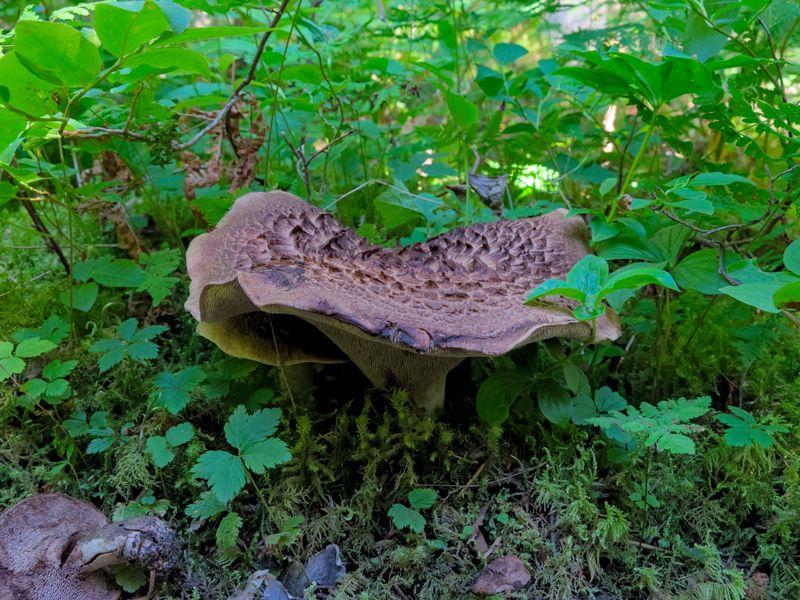 Motaggsvamp – referensfoto 7