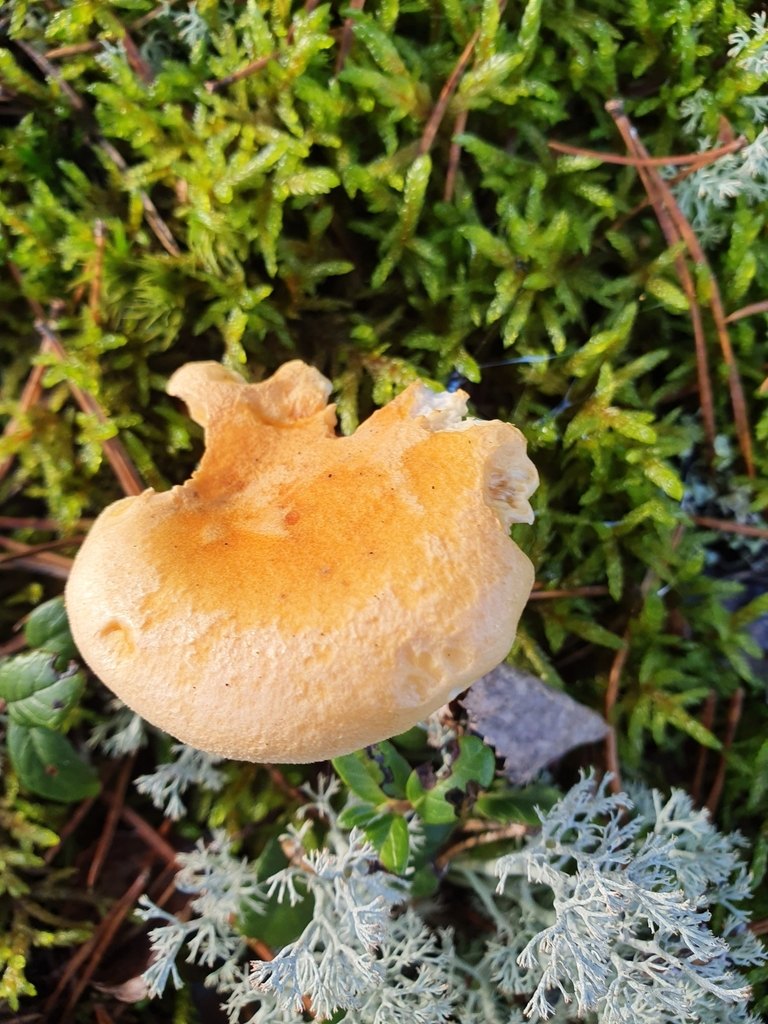 Narrkantarell (falsk kantarell) – referensfoto 1