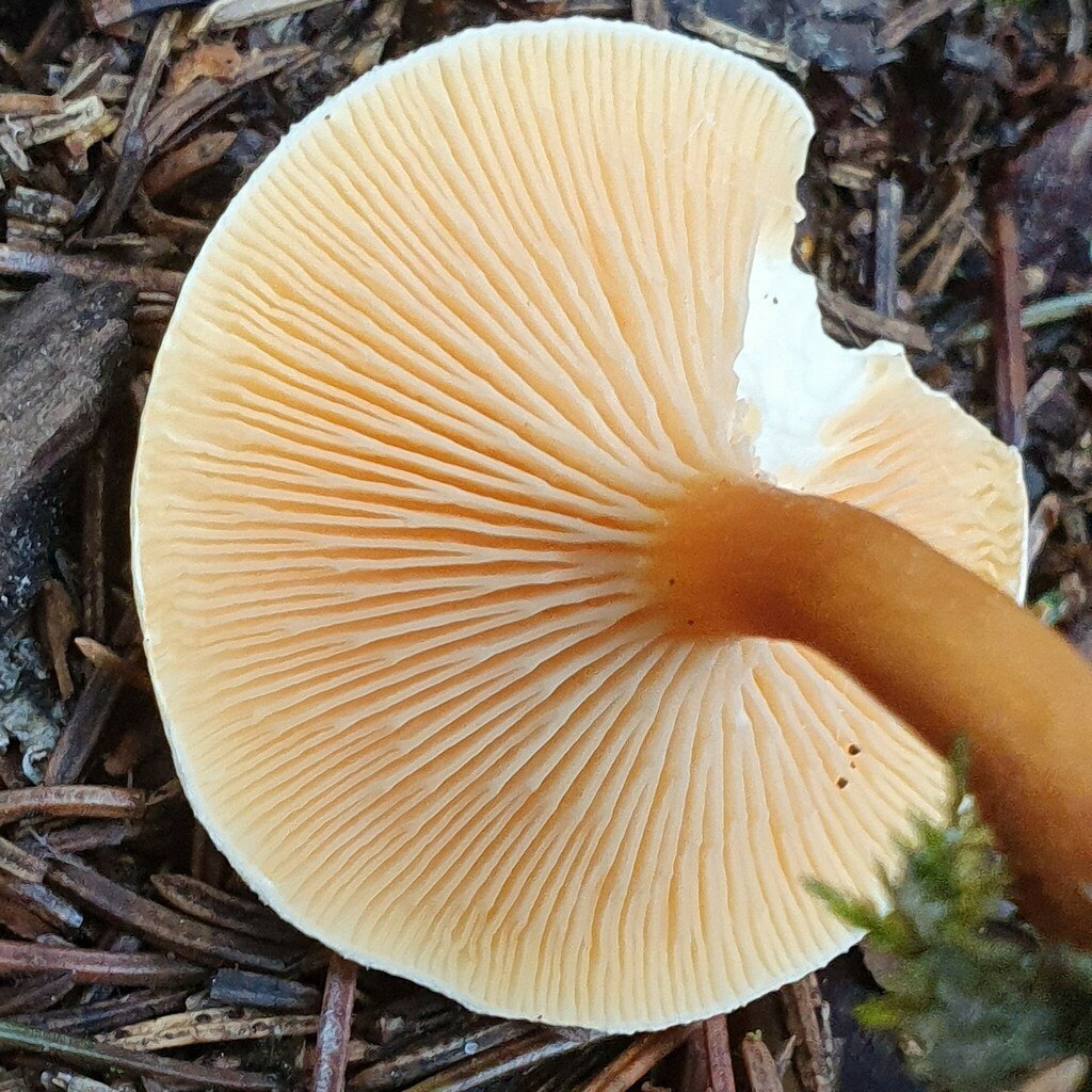 Narrkantarell (falsk kantarell) – referensfoto 3