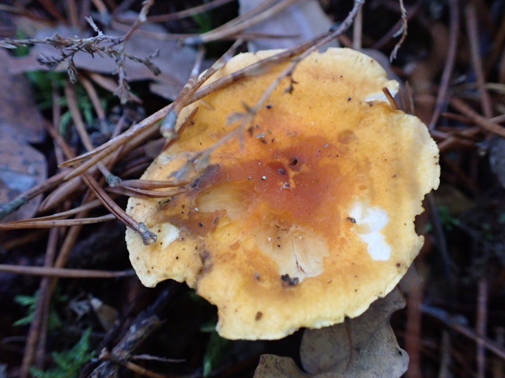 Narrkantarell (falsk kantarell) – referensfoto 5