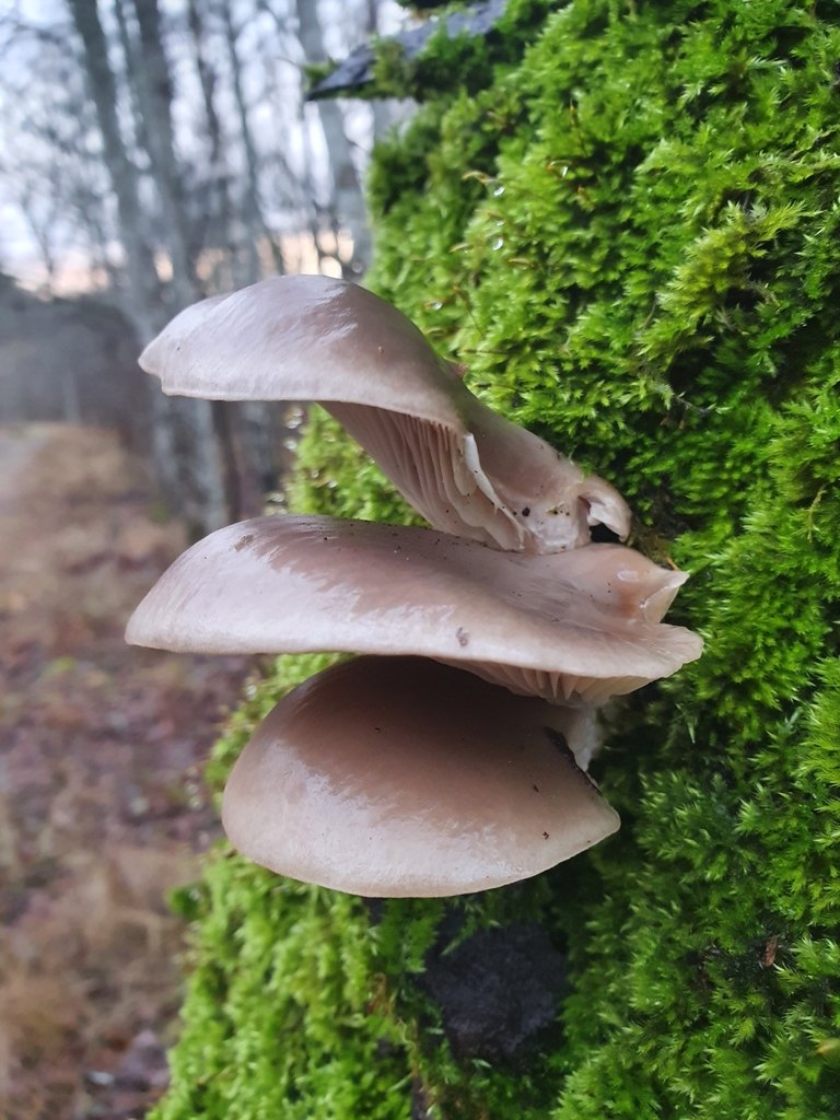 Ostronskivling – referensfoto 4