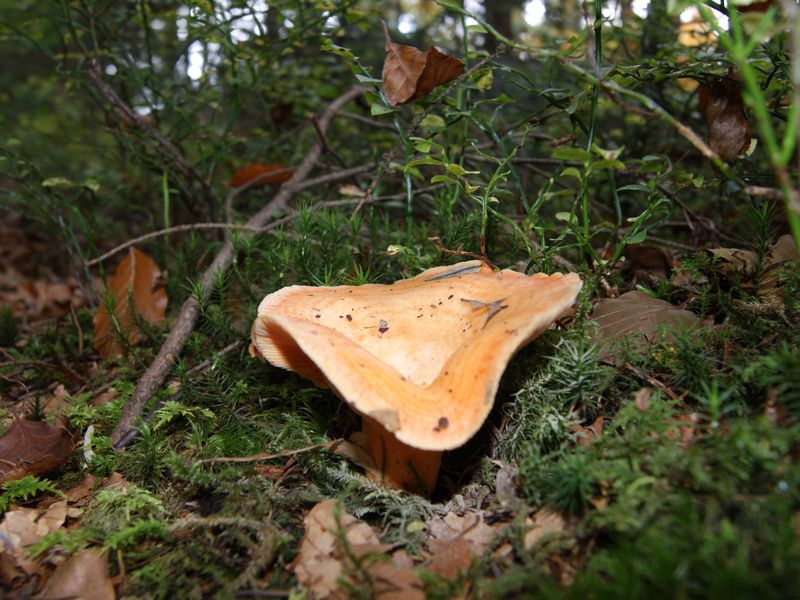 Blodriska – referensfoto 2