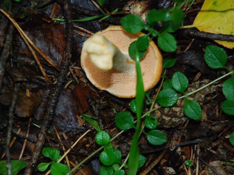 Rödgul taggsvamp (Hydnum rufescens) – liten, rödorange, taggarna slutar tvärt vid foten