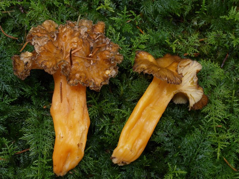 Typisk skog där rödgul trumpetsvamp växer