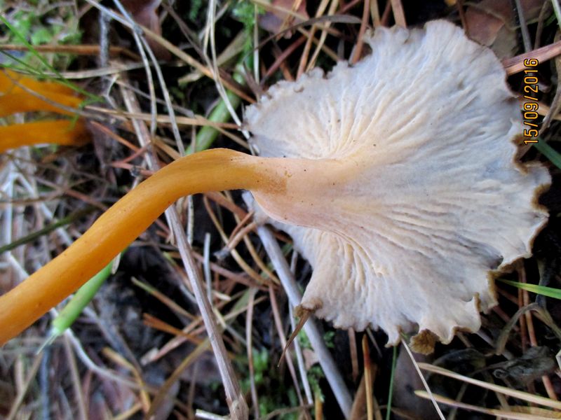 Rödgul trumpetsvamp – referensfoto 2