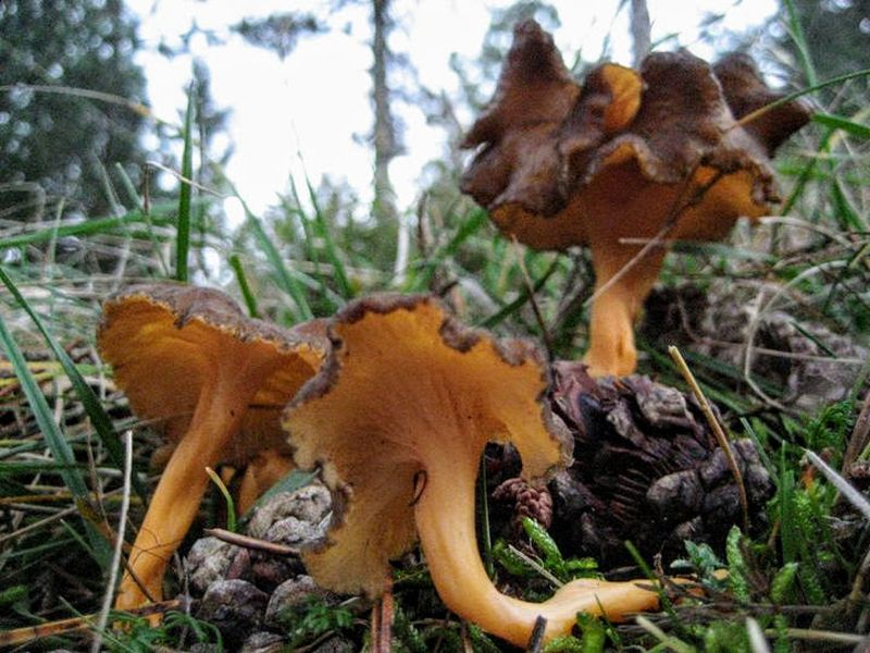 Rödgul trumpetsvamp – referensfoto 4