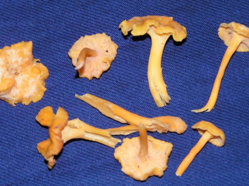 Rödgul trumpetsvamp – referensfoto 7