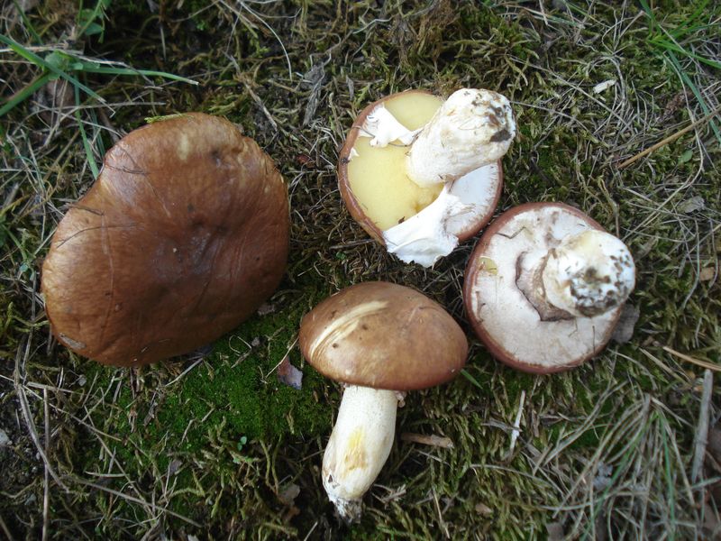 Smörsopp – referensfoto 1