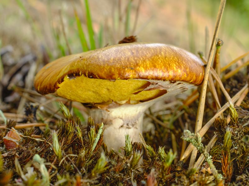 Smörsopp – referensfoto 5