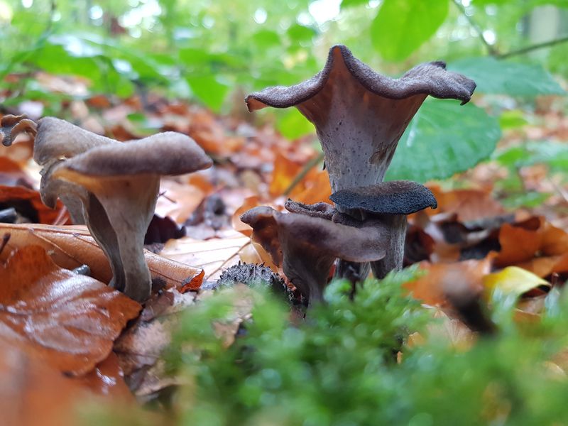 Svart trumpetsvamp – referensfoto 7