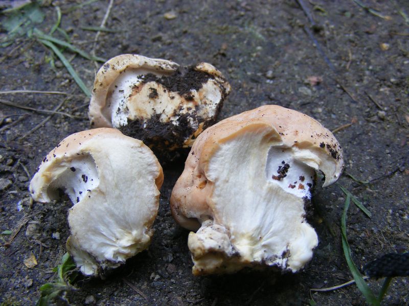 Taggsvamp – referensfoto 1