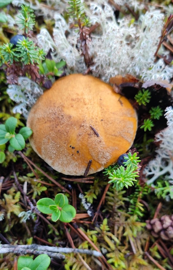 Typisk skog där sandsopp växer