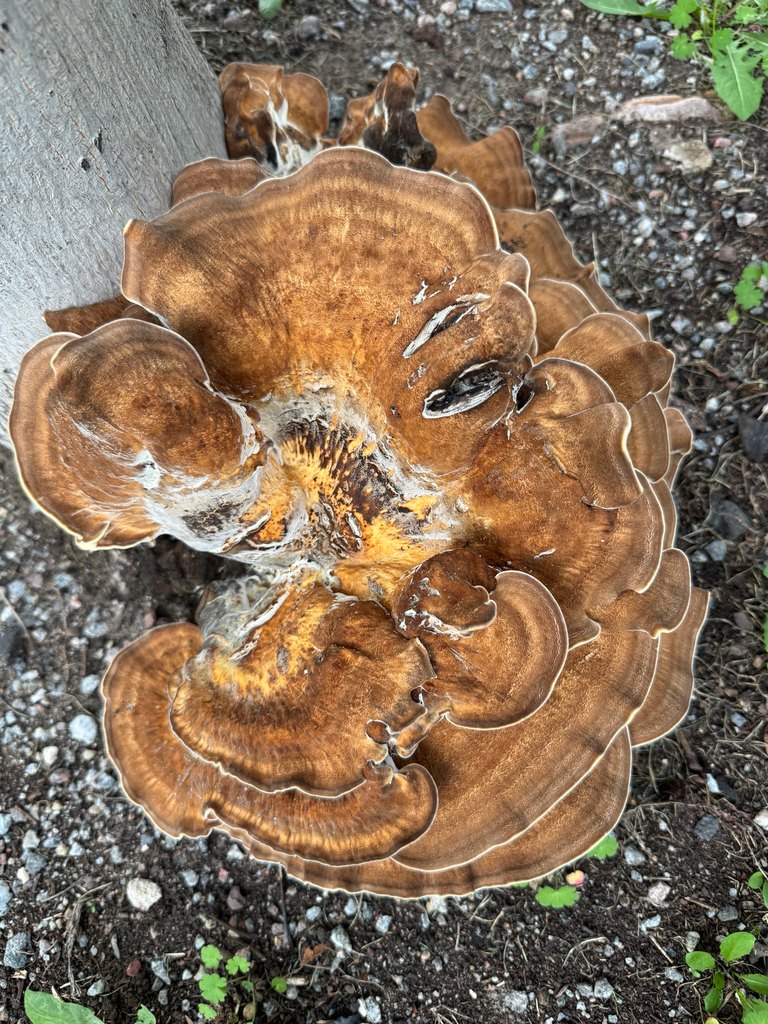 Jätteticka (Meripilus giganteus): bruna konsoler vid trädets bas, förväxlingssvamp till svavelticka