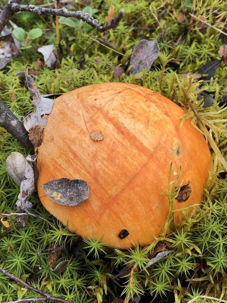 Typisk skog där tegelsopp växer