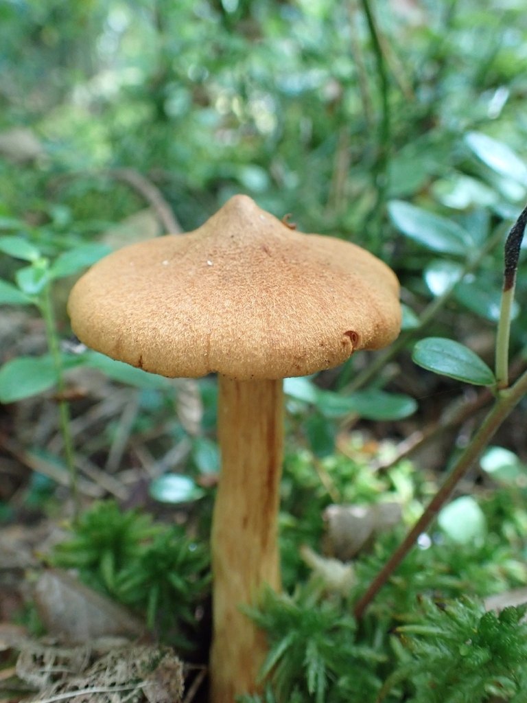 Toppig giftspindelskivling (Cortinarius rubellus), rostbrun toppig hatt och skivor, dödligt giftig förväxlingssvamp