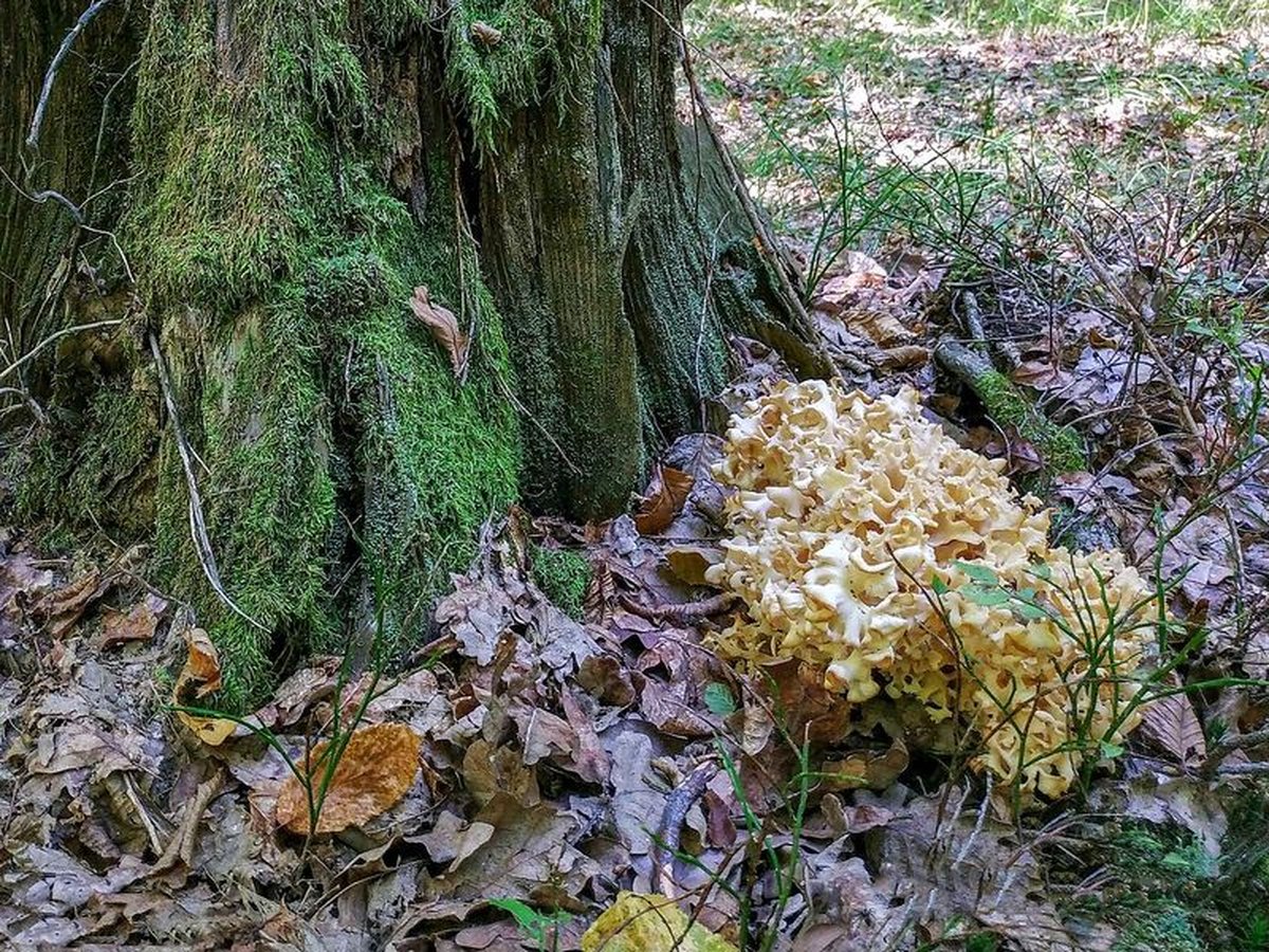 Typisk skog där blomkålssvamp växer
