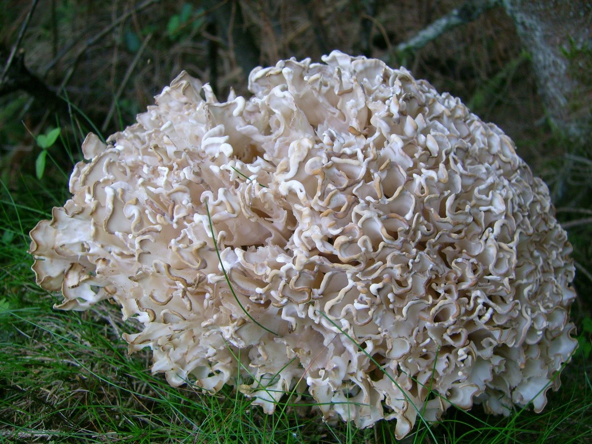 Bredbladssvamp (Sparassis brevipes) – förväxlingsart
