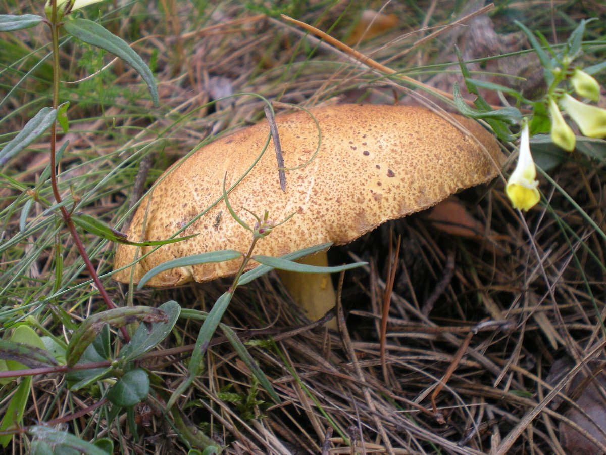 Sandsopp (Suillus variegatus) – jämförelsebild för förväxling med smörsopp