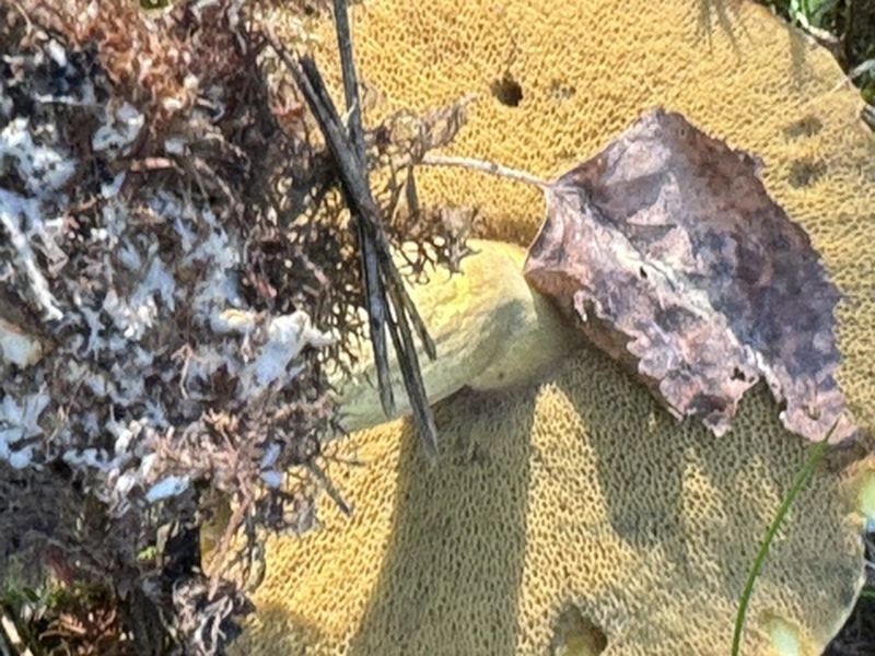 Sandsopp foto 5