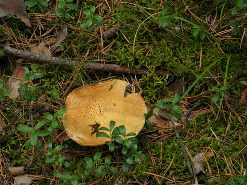 Sandsopp foto 7