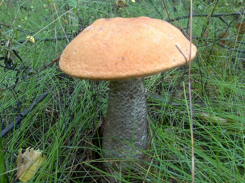 Tegelsopp foto 10