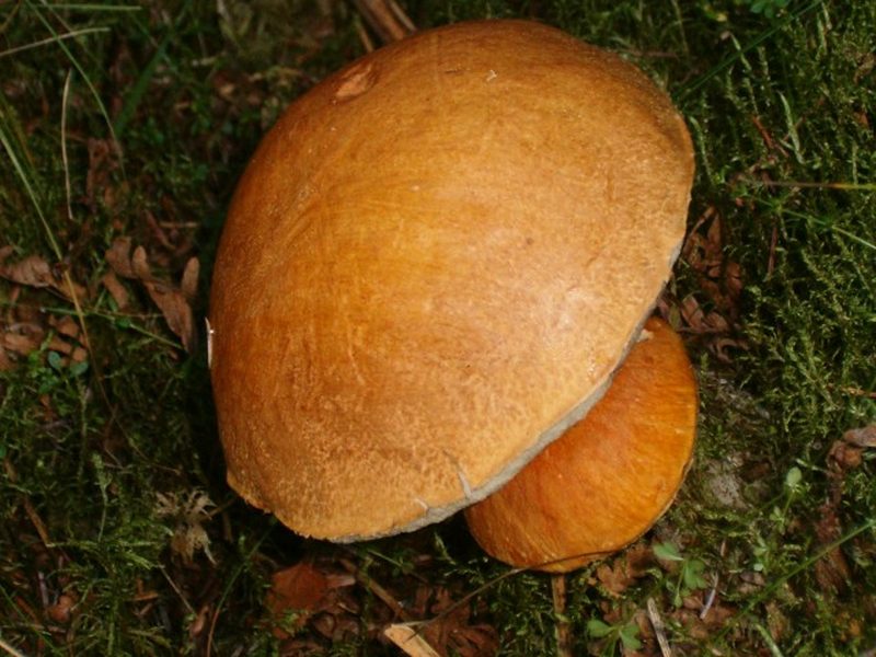 Tegelsopp foto 2