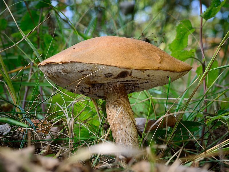 Tegelsopp foto 3