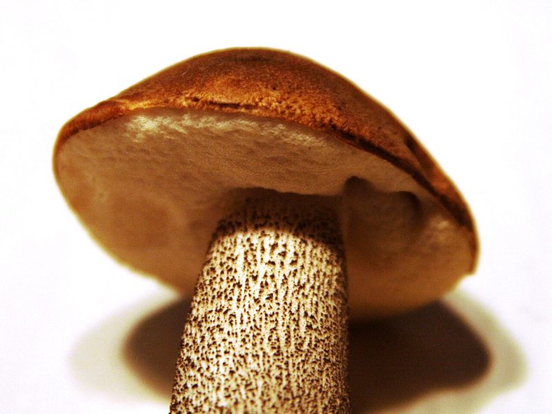 Tegelsopp foto 5