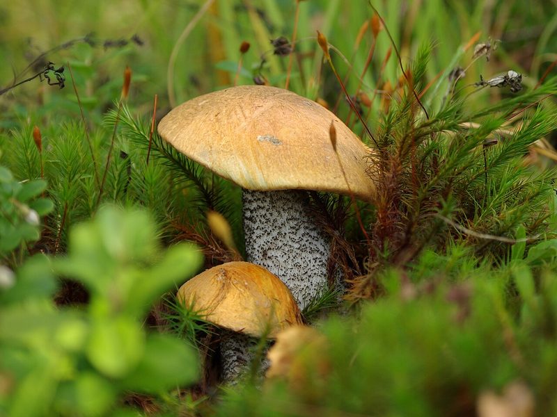 Tegelsopp foto 6