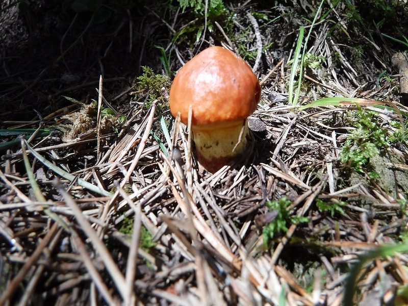 Tegelsopp foto 7