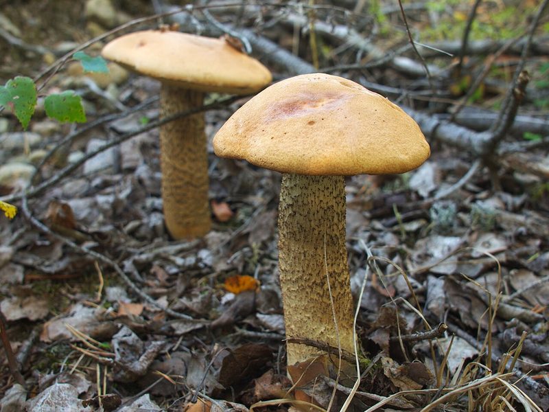 Tegelsopp foto 9