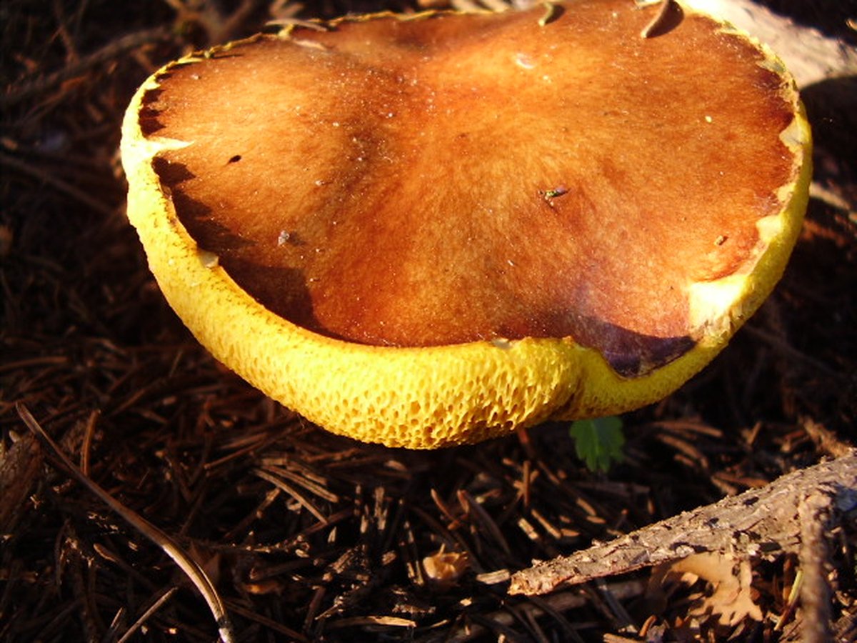 Smörsopp (Suillus luteus) – förväxlingsart