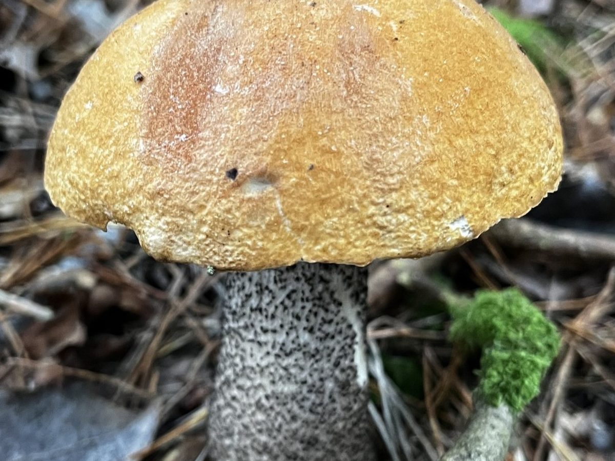 Tegelsopp – hatten
