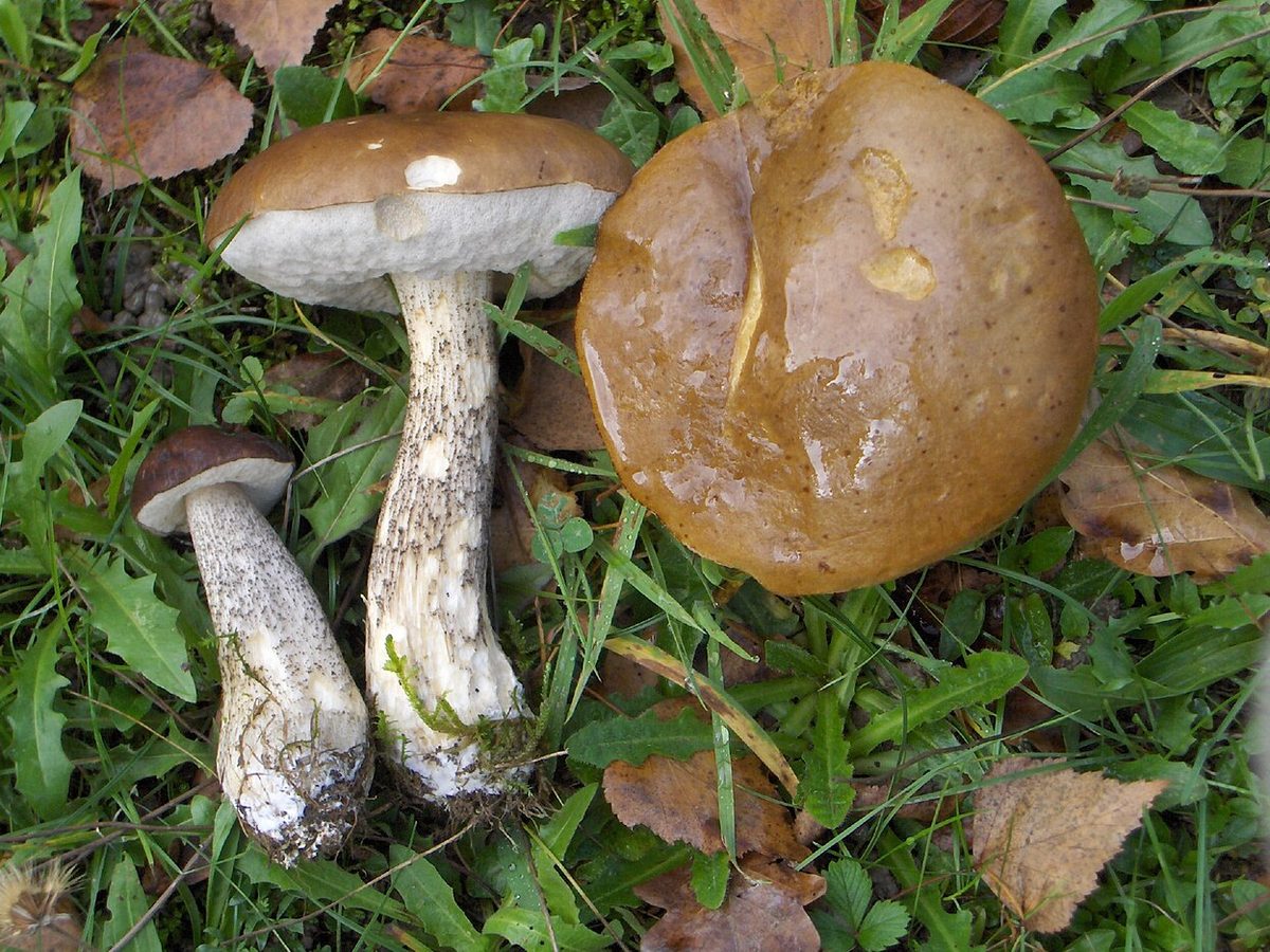Björksopp (Leccinum scabrum) – förväxlingsart